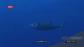 Dogtooth Tuna in deep blue ocean UW