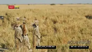 Meerkat group of 4 standing sentinal wide
