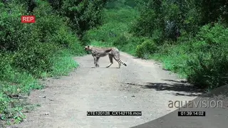 Cheetah crossing a road on bushveld WS