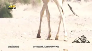 Giraffe walking around DRY MS PAN
