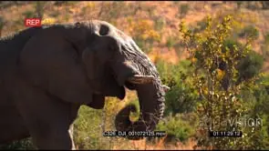 African Elephant Grazing LS