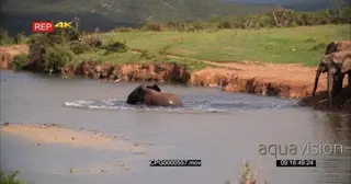 African Elephant Calf Bathing and Playing in the River GOOD LIGHT
