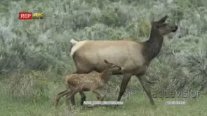 Female Elk and calf walking in prairie passing by camera MLS PAN