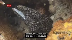 Salt & pepper Moray eel in reef crevice