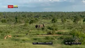 African Landscape, Elephants and Impala grazing WS