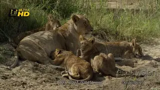 Adult African Lioness laying, grooming cubs, resting and one suckling from her.