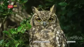 Spotted eagle owl looking at camera CU