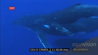 A family of humpback swimming UW