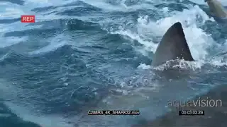 Great white shark aggressively attack to side of camera GOOD LIGHT TOPSIDE