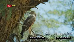 Pale chanting goshawk perched in tree