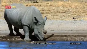 White rhino drinking water