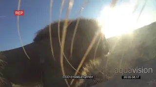 Linyalo Male Lion picking up a gopro camera, POV inside male Lion mouth