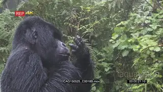 Mountain Gorilla sitting in forest eating MWS ZI MCU HAND