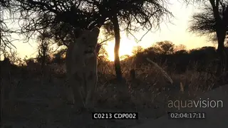 Sub adult male lion stalking in GOLDEN LIGHT, POV of another lion standing up MS