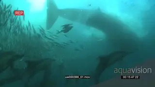 Dusky Sharks and Common Dolphins swimming underwater in ocean with Sardines and a Blue.