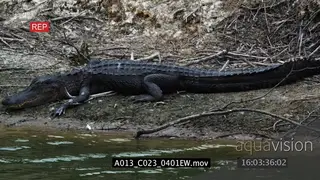 American Alligator laying on riverbank MLS