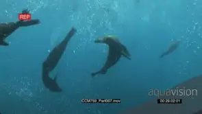 Float of Cape Fur Seals swimming and turning underwater in ocean WS PAN TU TD HAND
