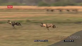 A Pack of Wild dogs running around standing stalking a herd of Red Lechwes grazing WS PAN