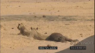 Female African lion pride sitting near injured Cape buffalo calf buffalo herd standing by.