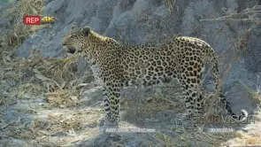 Leopard standing in front of anthill