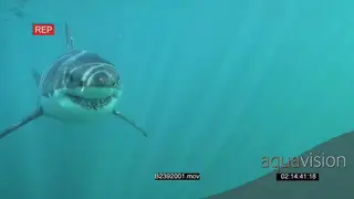 Great white shark gently swimming towards camera underwater in ocean then bumping it and.