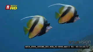A Tracking, Close Up shot of a pair of endemic Red Sea Bannerfish.