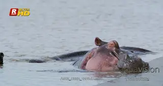 Hippo resting in water, looking around and submerged.