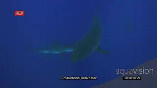 Two (2) large Great White Sharks underwater in deep blue ocean UW LS HAND PAN