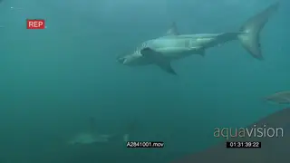 A pair of Great white sharks gently swimming underwater in ocean one turning back and…
