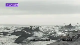 Common Dolphin pod porpoising across ocean AW PHANTOM