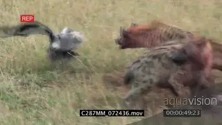 Spotted hyena clan feeding on a zebra and a white backed vulture walks towards the clan.