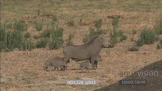 Warthog mother with piglets alerted scouting for danger running across frame attacked by.