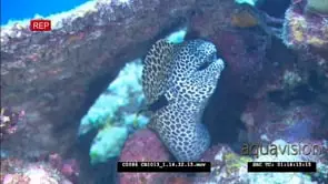 Honeycomb Moray Eel under corrals, a Bicolor cleanerfish cleans it's gills