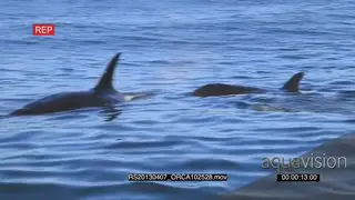 A pair of Killer Orca whales hunting HAND AmCam