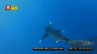 An ocean whitetip shark swims towards the camera