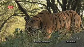 Bengal tiger patrolling territory, walking in green woodland PROFILE AmCam