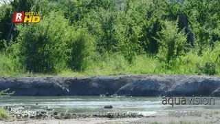 Three European bee-eater circling in swallowlike flight, hunting, caching and feeding…
