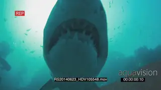 Spotted Ragged tooth shark bite bump camera Divers in BG UNDERWATER