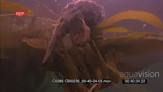 Dead Sea Otter carcass floating Underwater amongst Kelp forest