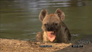 Spotted Hyena in water yawn, showing teeth