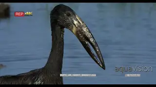 A reveal shot of the face of African openbill stork CU
