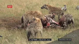 Spotted Hyena running across joins rest of clan feeding on Zebra carcass White-backed.