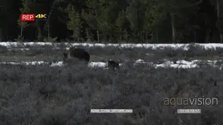 Black Bear and cubs walking and searching on prairie. WS PAN