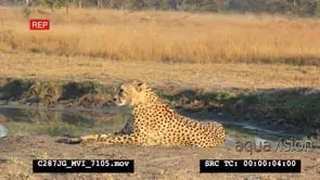 Cheetah laying next to waterhole looking around MS