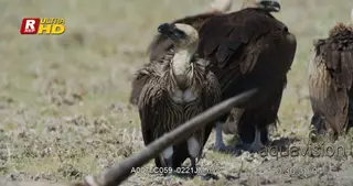 Wake of Lappet-faced Vultures standing, preen and looking around.