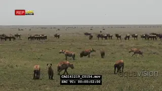 Spotted Hyenas in foreground with Blue Wildebeest herd in background standing walking…