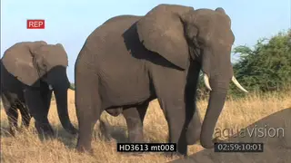 African Elephants walking past camera AmCam MCU