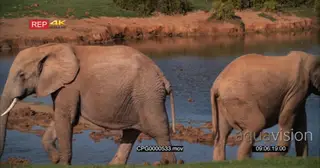 African Elephants Play Fighting on the Riverbank and Walk away MWS
