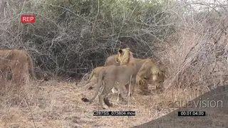 A pride of lions standing and sniffing on a dead cu killed by a lioness SHAKY