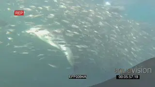 Cape Fur seals Common Dolphins feeding off Sardine baitball as Bryde's Whale passes by.